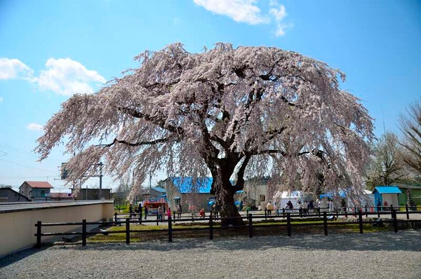 【秋田市内発】 函館湯の川温泉に宿泊!五稜郭・北斗桜回廊 道南桜めぐり 2日間1